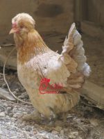 عکس مرغ ارمنی