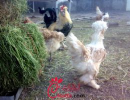 عکس مرغ ارمنی