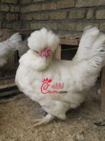 عکس مرغ ارمنی