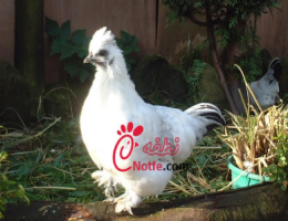 عکس مرغ ارمنی