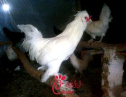 عکس مرغ ارمنی