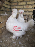 عکس مرغ ارمنی