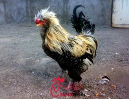 عکس مرغ ارمنی