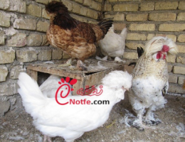 عکس مرغ ارمنی