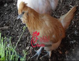 عکس مرغ ارمنی