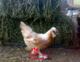 عکس مرغ ارمنی