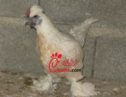 عکس مرغ ارمنی