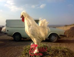 عکس مرغ ارمنی