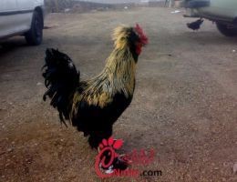 عکس مرغ ارمنی