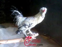 عکس مرغ ارمنی