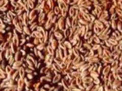 ماشین جوجه در آوری - تخم اسفرزه