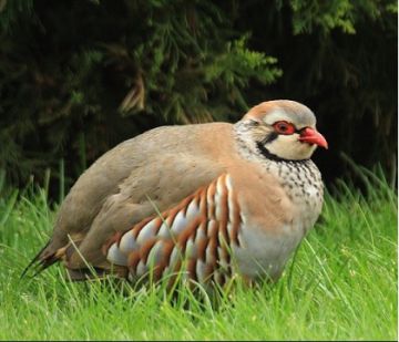 دستگاه جوجه کشی - همه چیز درباره ی کبک