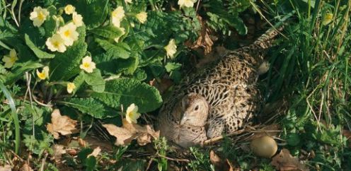 دستگاه جوجه کشی - کرچ قرقاول