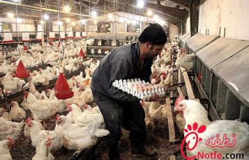 جمع آوری تخم های نطفه دار از مرغداری