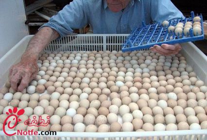 جمع آوری تخم های نطفه دار از مرغداری