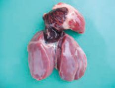 بیماری قلب و پرده قلب در مرغداری