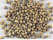 انکیباتور - تخم گیشنیز