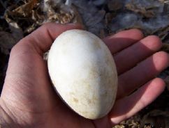 عکس تخم غاز