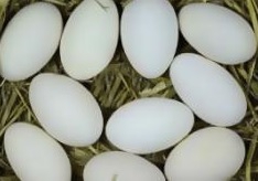 انکیباتور - خصوصیات تخم غاز