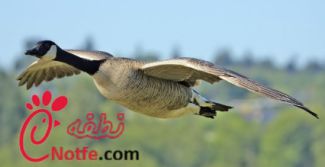 تخم نطفه دار غاز