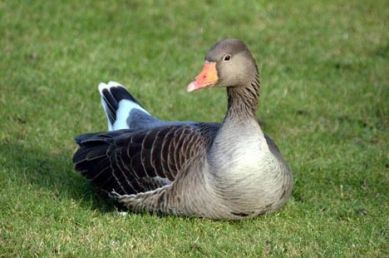 تخم نطفه دار - اصول پرورش غاز