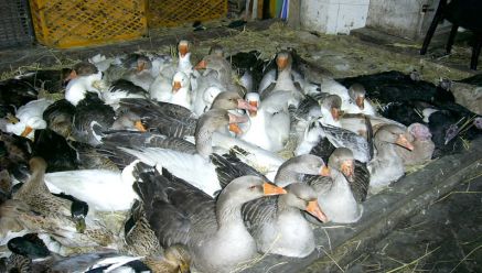 دستگاه جوجه کشی - جوجه کشی صنعتی غاز