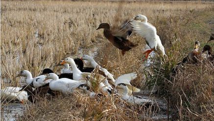 تخم نطفه دار - پرورش غاز در مزرعه