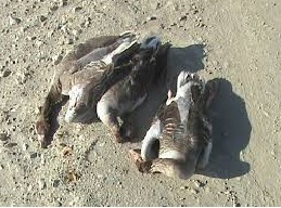 انکیباتور - بیماری غاز