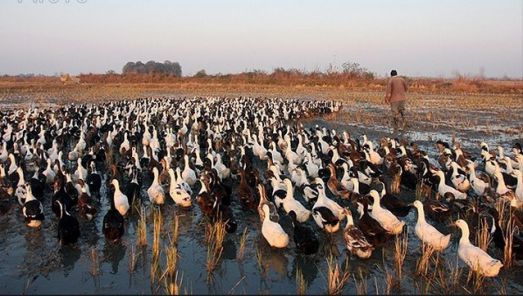 دستگاه جوجه کشی - ویژگی های رفتاری غاز