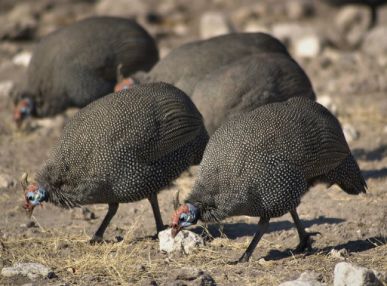 تصویری از مرغ مصری - مرغ گینه
