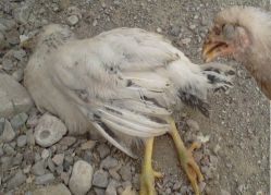 بیماری استخوان ها در مرغداری