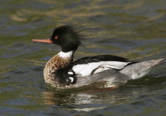 دستگاه جوجه کشی - اردک ماهیخوار
