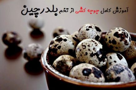 تخم نطفه دار - راهنمای پرورش تخم بلدرچین