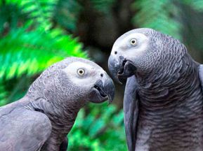 انکیباتور - دسته ای از طیور نژاد کاسکو