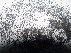 دستگاه جوجه کشی - تخم خرفه