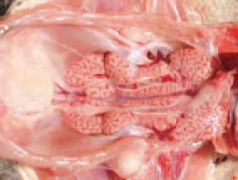 بیماری كليه ها و بورس فابريسيوس در مرغداری