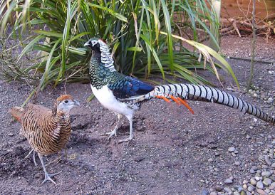 تخم نطفه دار - قرقاول لیدی آمهرت