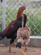 تخم نطفه دار - مرغ و خروس نژاد لاری اصیل