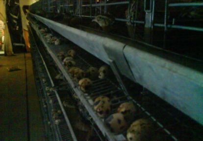 انکیباتور - پرورش بلدرچین تخمگذار