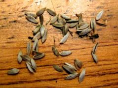 دستگاه جوجه کشی - تخم کاهو