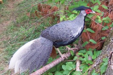 قرقاول نژاد کالیج lineated kalij pheasant