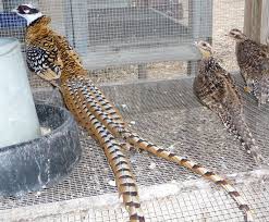 انکیباتور - زیستگاه قرقاول