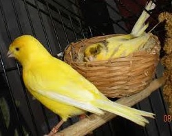 دستگاه جوجه کشی - جفتگیری قناری نر وماده