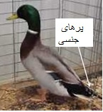 تخم نطفه دار - تعیین جنسیت اردک