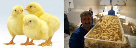 تخم مرغ نطفه دار -جوجه یکروزه