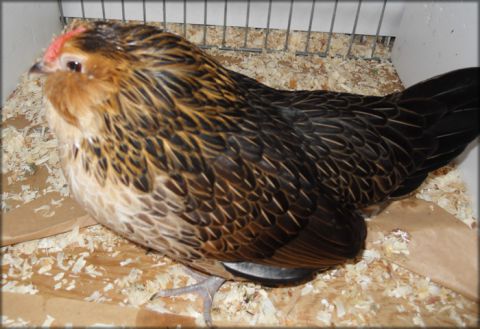 دستگاه جوجه کشی - بلژیکی دی انورس