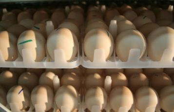 فروش تخم های نطفه دار درجه یک