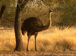 تخم نطفه دار - پرورش شترمرغ