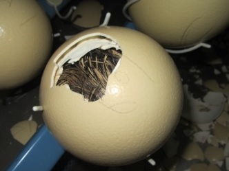 تخم نطفه دار - بیرون آمدن جوجه شترمرغ از تخم