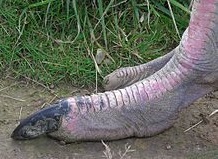 دستگاه جوجه کشی - مشخصات فیزیکی شترمرغ